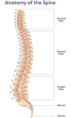 anatomy-of-the-spine
