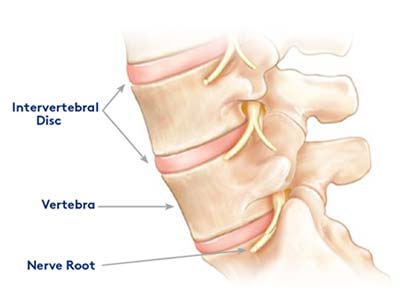anatomy-of-the-spine-vertebrae anatomy-of-the-spine-vertebrae